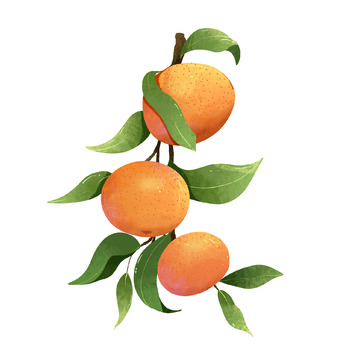 手绘橘子树枝橙子水果插画元素