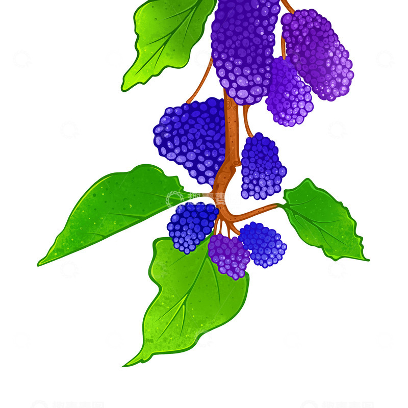 源文件下载【趣麦麦图】桑葚水果插画元素
