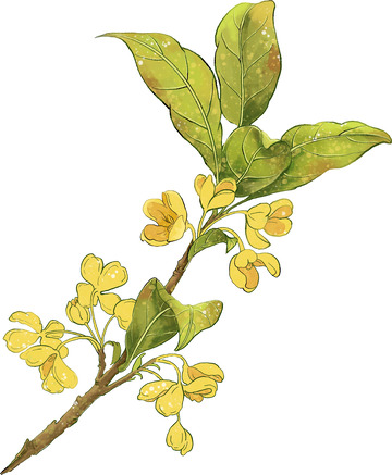 金秋黄色桂花枝