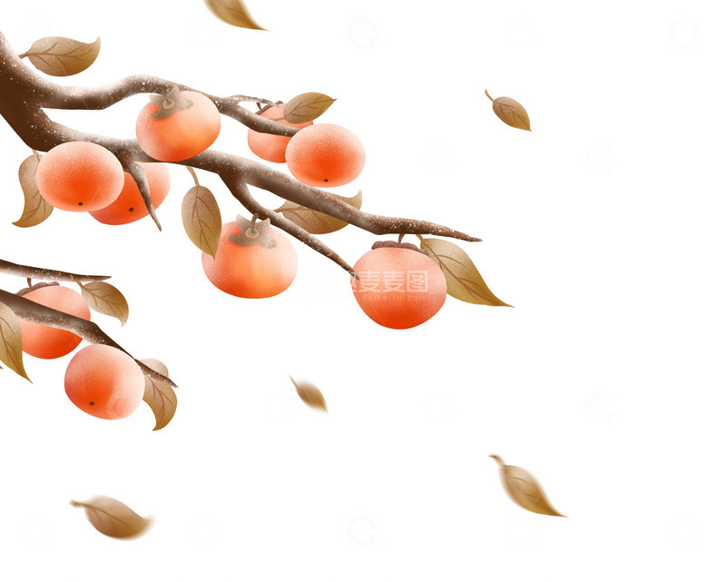 源文件下载【趣麦麦图】手绘卡通柿子插画海报展板装饰元素