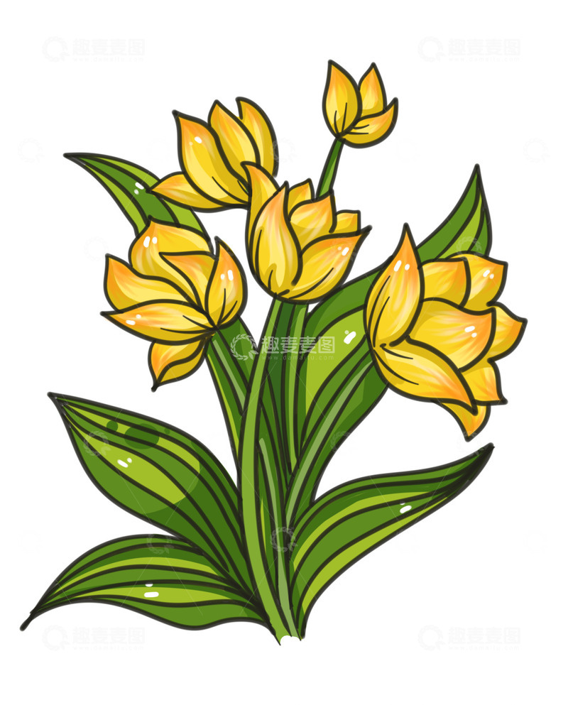 源文件下载【趣麦麦图】美丽金色郁金香