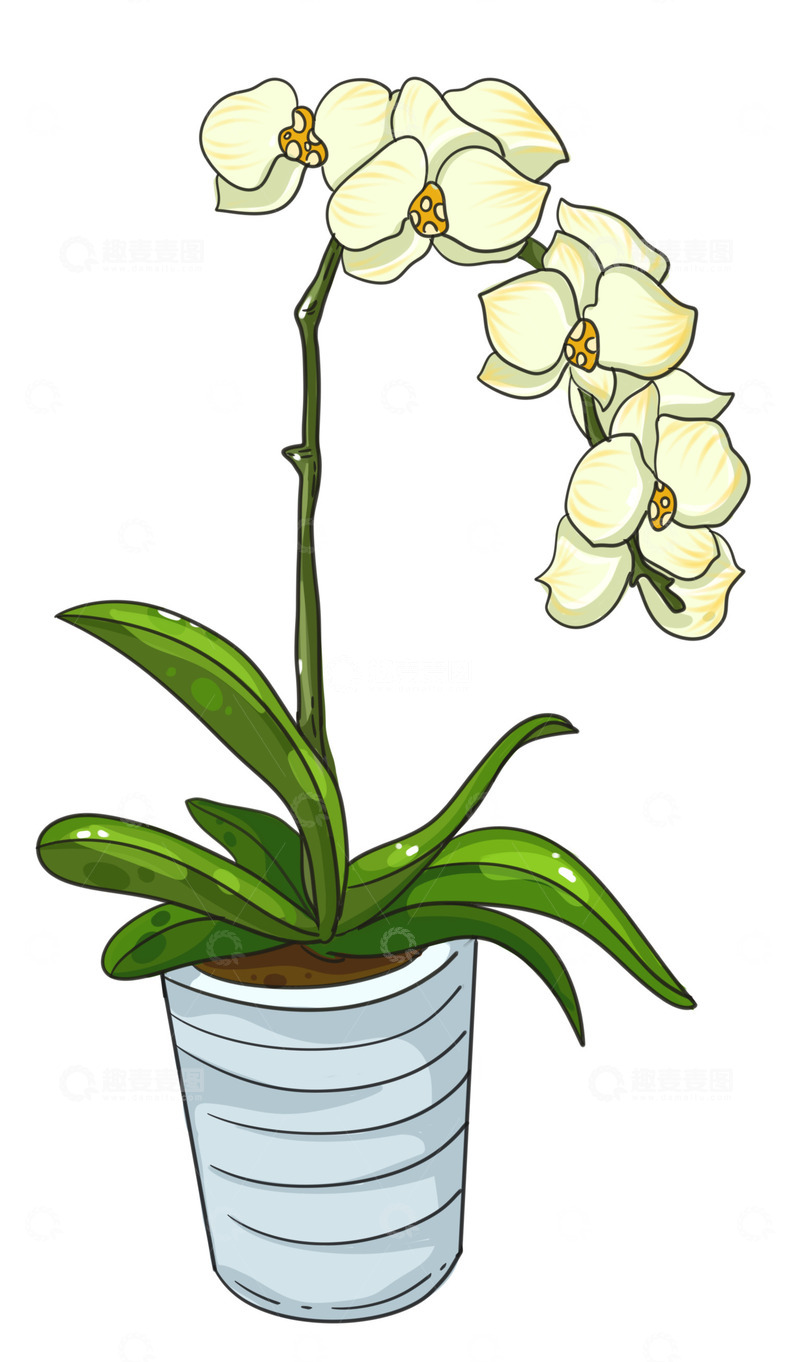 源文件下载【趣麦麦图】一盆美丽的兰花