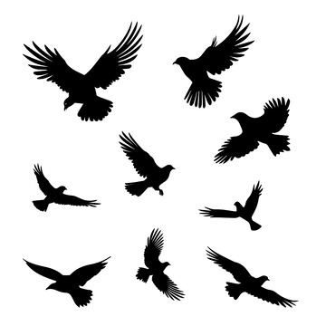 鸽子鸟类剪影图