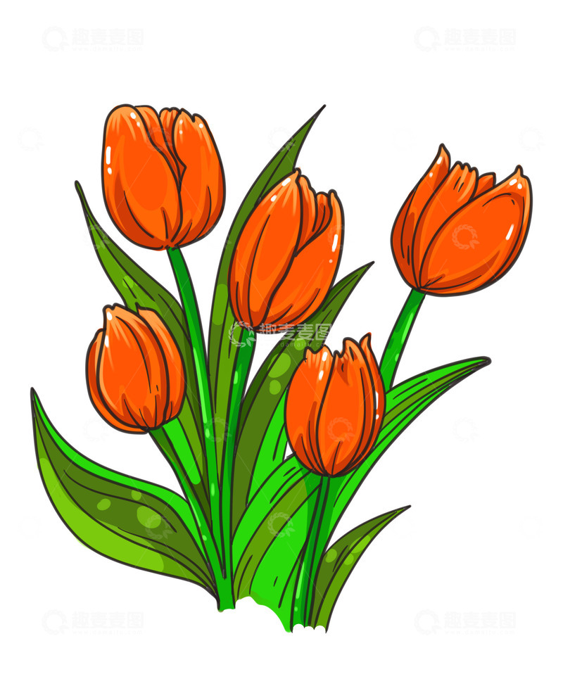源文件下载【趣麦麦图】美丽的橙色郁金香
