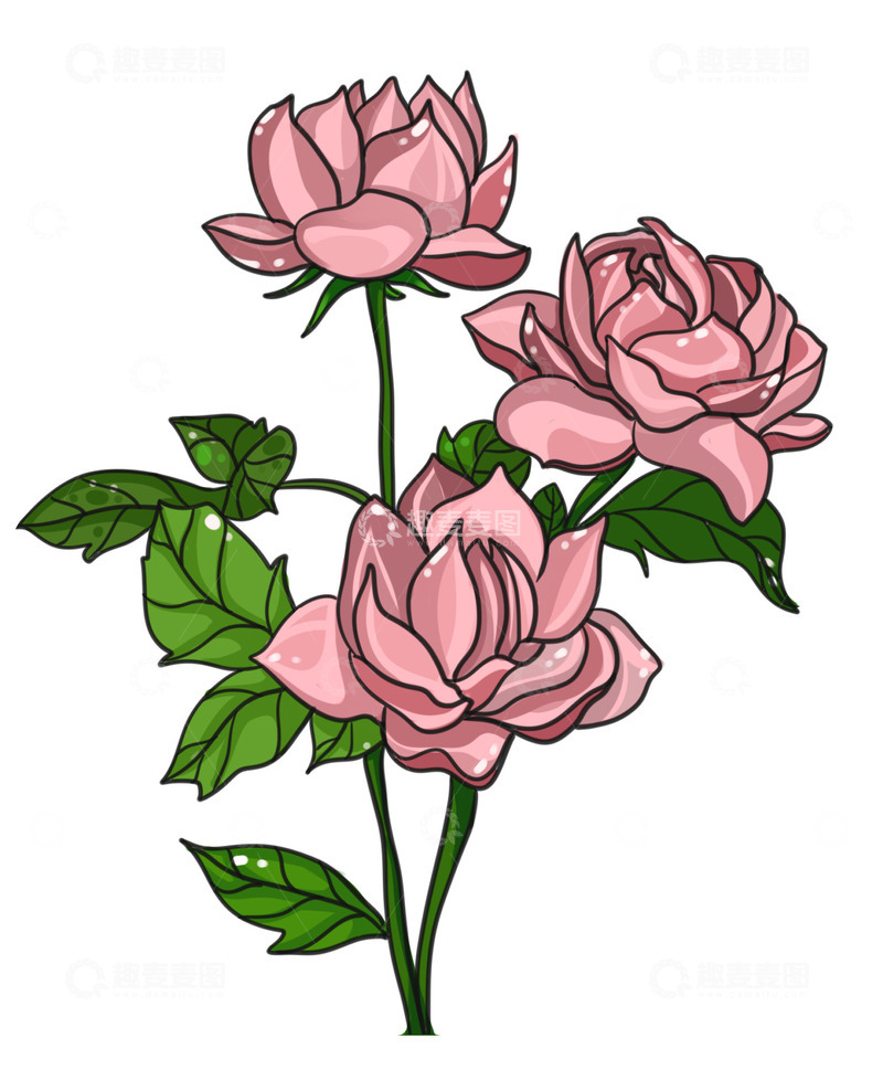 源文件下载【趣麦麦图】美丽的粉色月季花