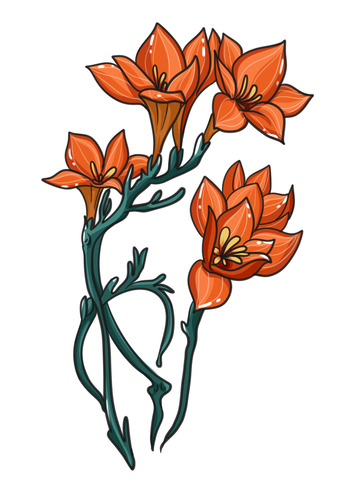 美丽红色鲜花兰花