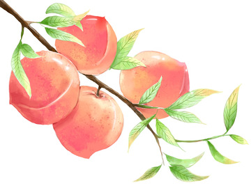 一株桃子吉祥如意