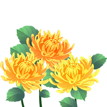 菊花插画手绘花朵元素