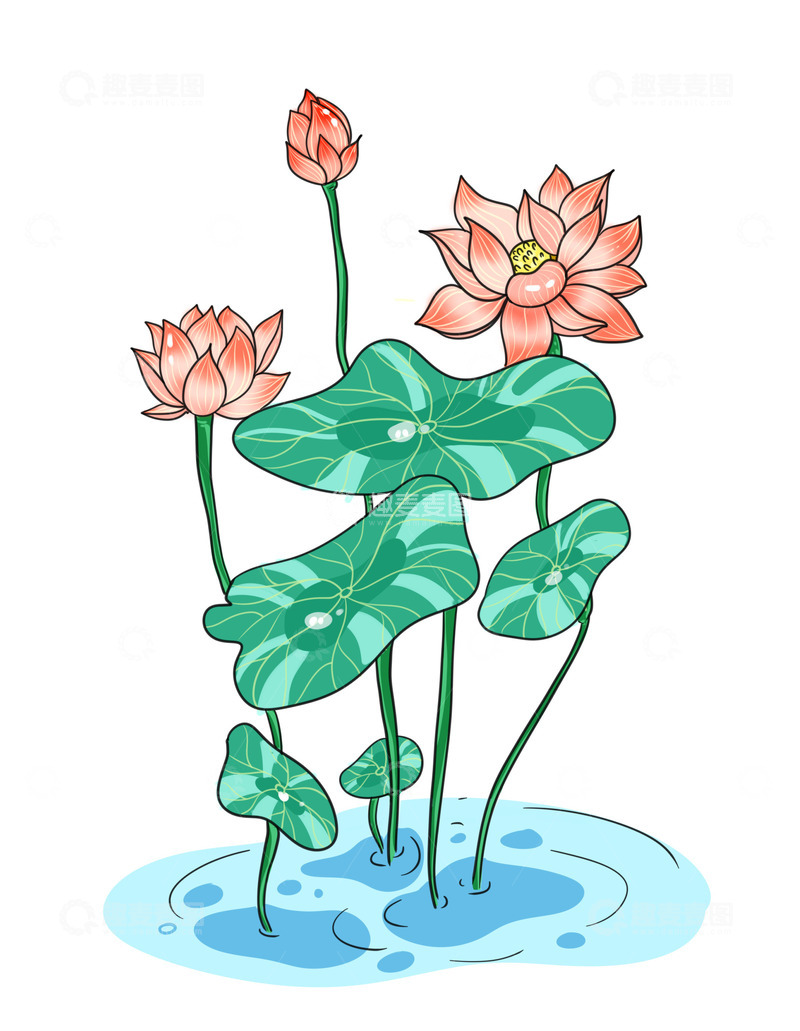 碧绿荷叶美丽荷花