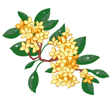 美丽的漂亮的桂花