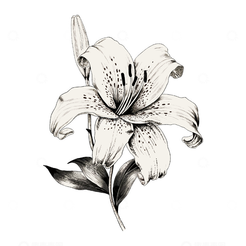 源文件下载【趣麦麦图】百合黑白素描手绘图