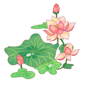 盛开的美丽荷花