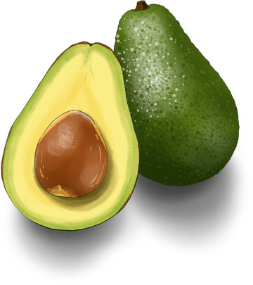 牛油果手绘写实水果插画绿色黄色
