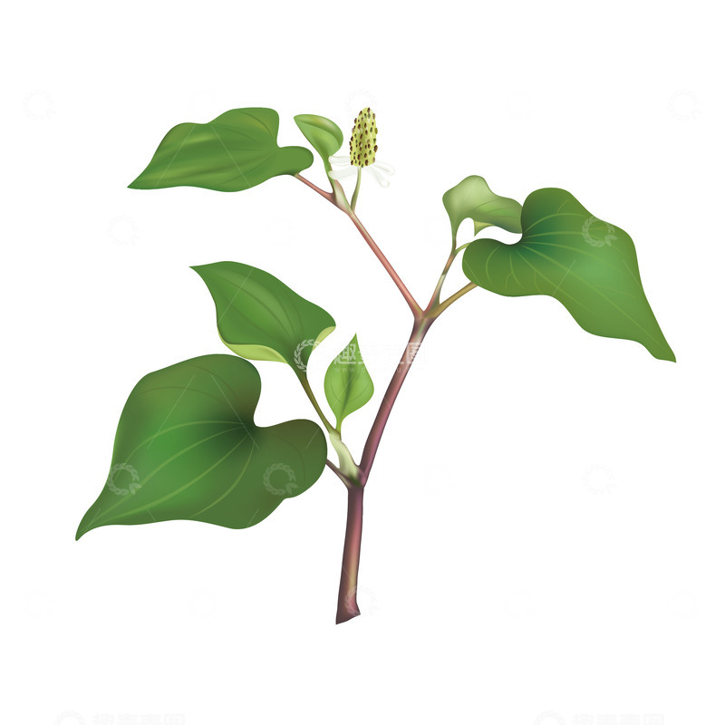 源文件下载【趣麦麦图】鱼腥草叶子手绘图