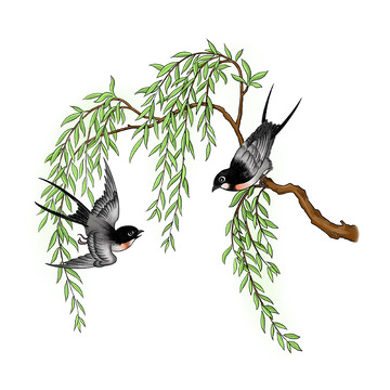 春天柳树枝飞鸟燕子