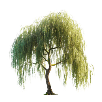 一棵柳树免抠素材