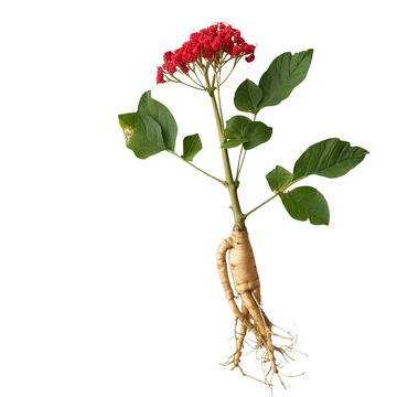 人参植物照片1