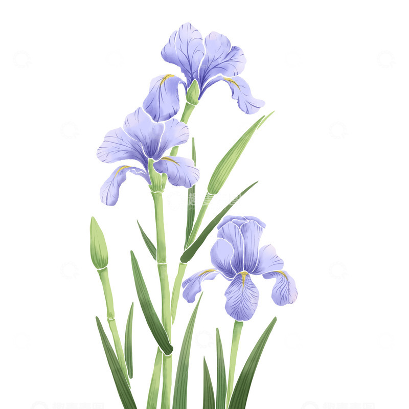 春天花朵手绘水彩鸢尾花