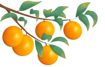 手绘橙子橘子插画