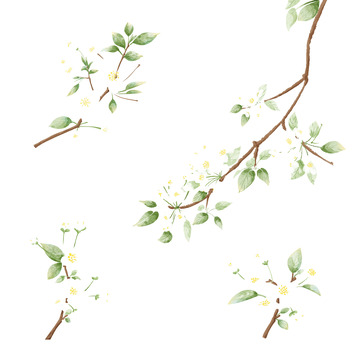 春天盛开白色梨花树枝花朵