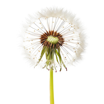 蒲公英免扣素材