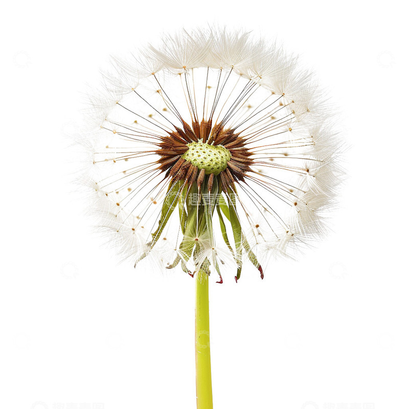 高清大图下载【趣麦麦图】蒲公英免扣素材