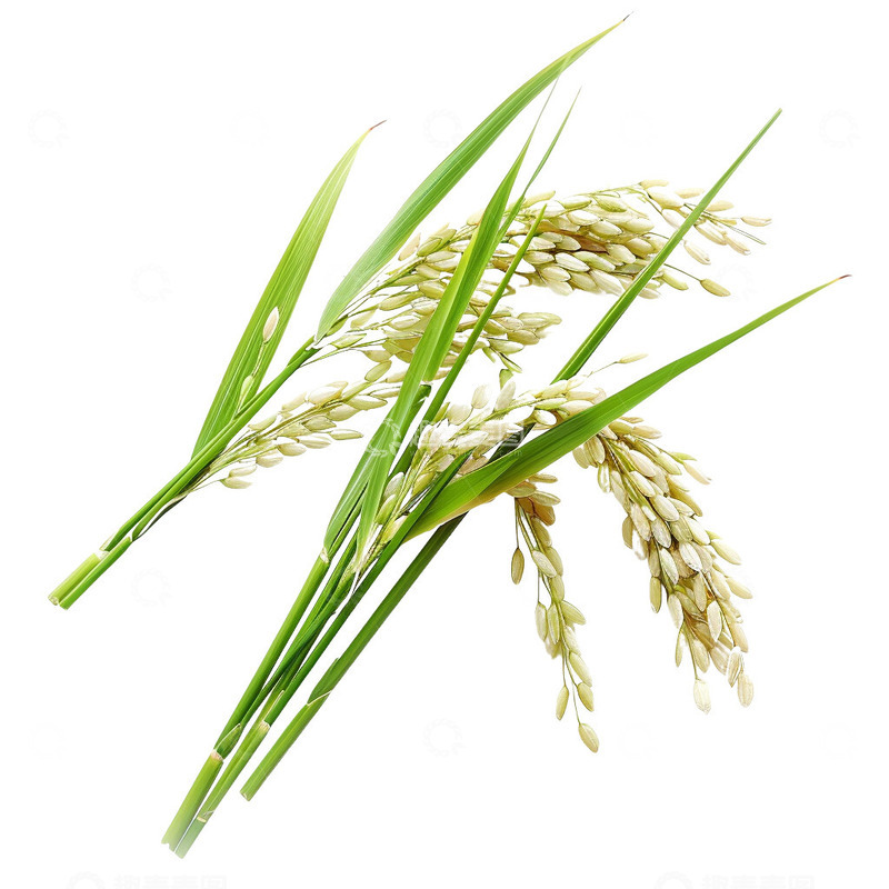 稻谷水稻植物