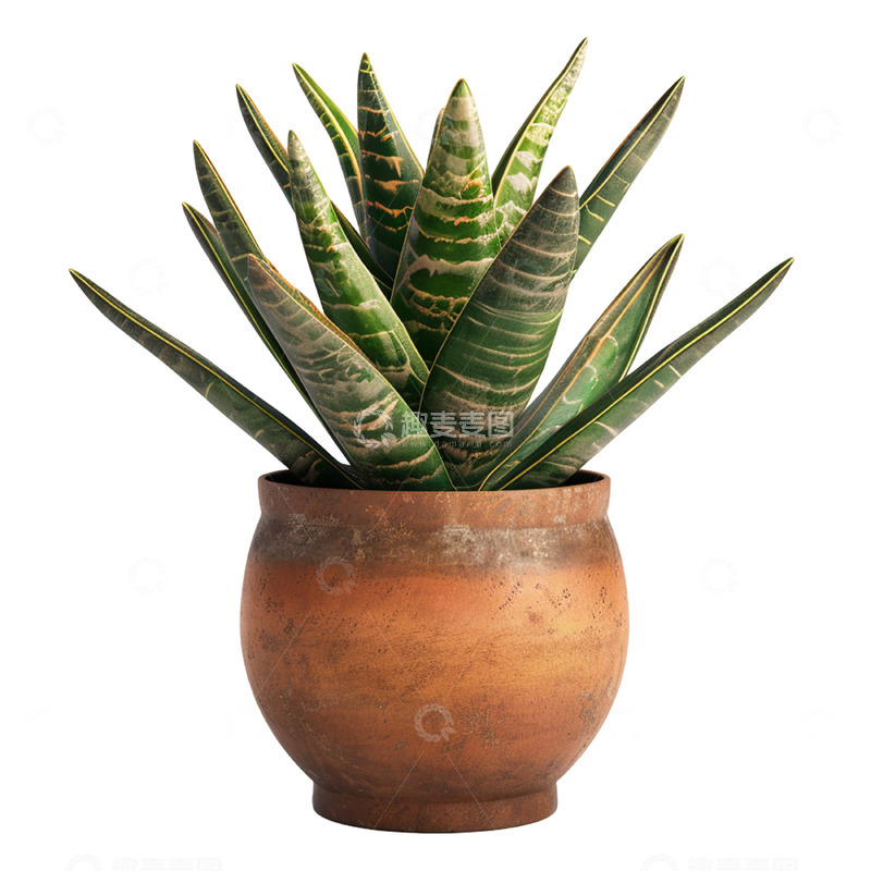 源文件下载【趣麦麦图】虎尾兰绿植盆栽植物