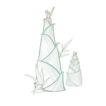 简约免扣线条竹笋