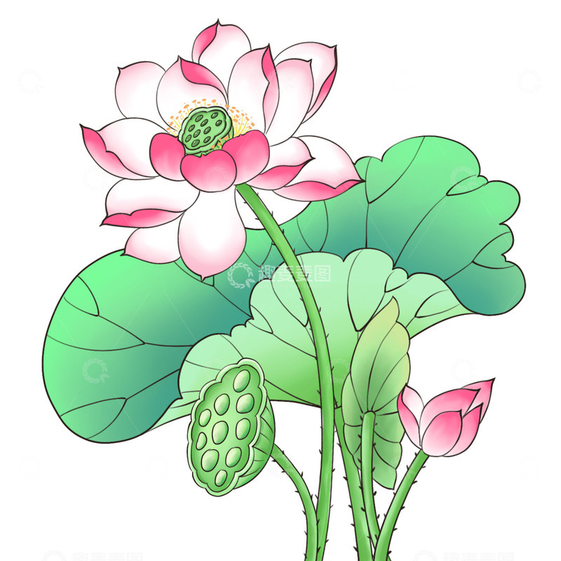 源文件下载【趣麦麦图】夏季荷花花苞莲蓬工笔插画元素