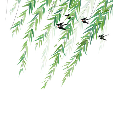 柳树燕子春天清明节