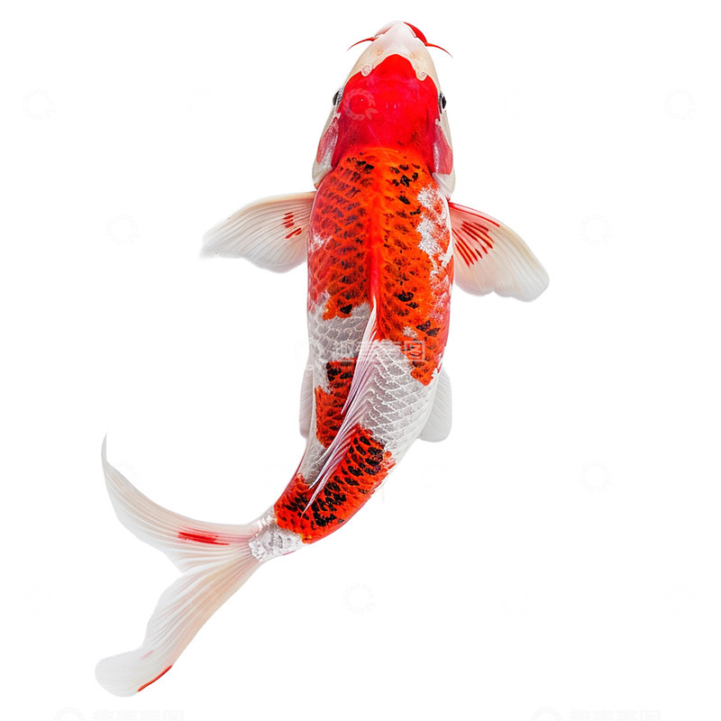 高清大图下载【趣麦麦图】一条锦鲤实物免抠素材