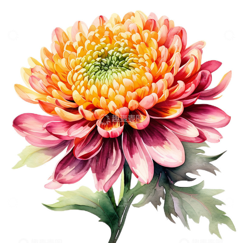 高清大图下载【趣麦麦图】菊花中国风工笔5