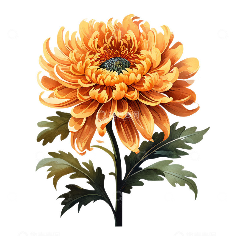 高清大图下载【趣麦麦图】菊花水墨工笔小清新5