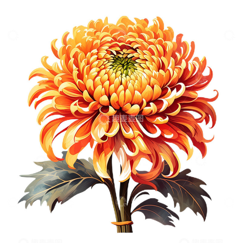 高清大图下载【趣麦麦图】菊花水墨工笔小清新8