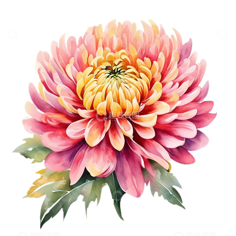 高清大图下载【趣麦麦图】菊花中国风工笔8