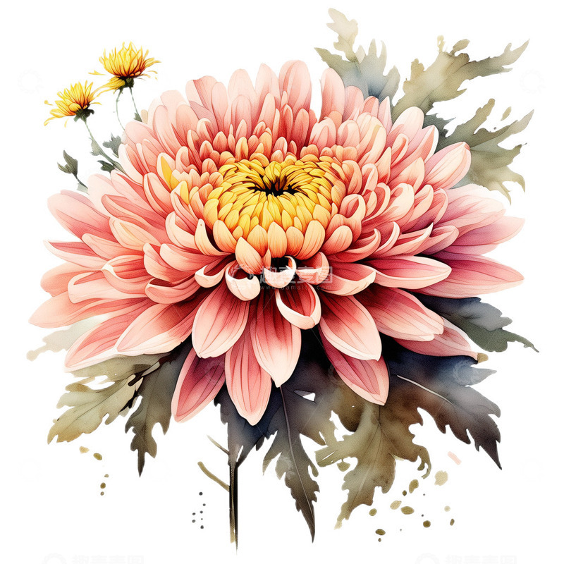高清大图下载【趣麦麦图】菊花水墨工笔小清新2