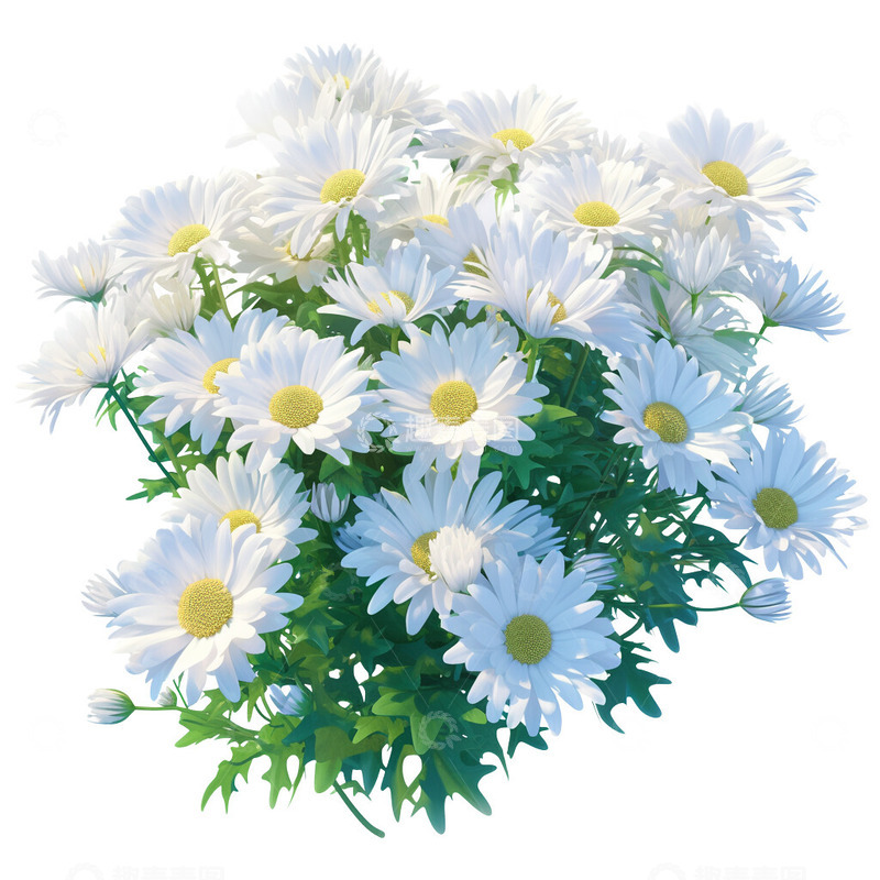 高清大图下载【趣麦麦图】清明节菊花植物