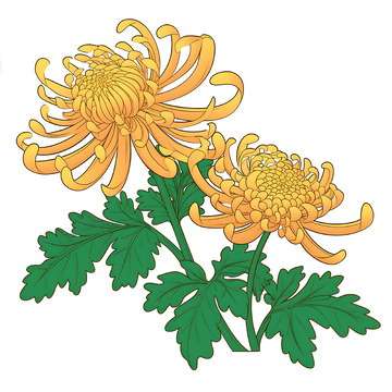 清明黄色菊花元素