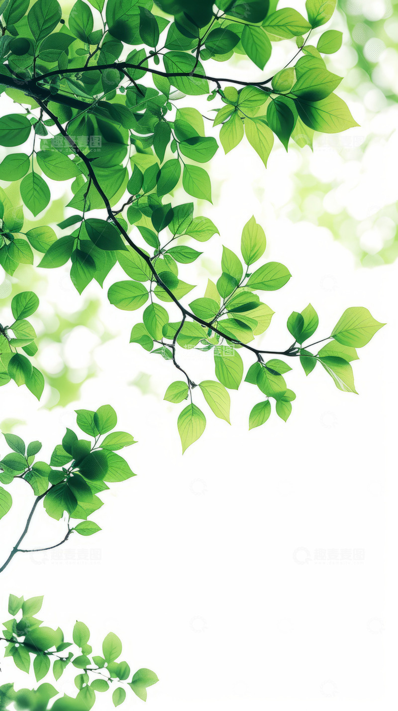 高清大图下载【趣麦麦图】-小清新花边框海报背景素材