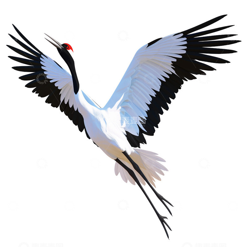 高清大图下载【趣麦麦图】飞翔的丹顶鹤