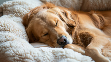 狗狗沙发放松动物