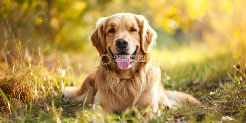 高清大图下载【趣麦麦图】金毛狗宠物动物