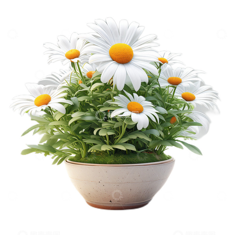 高清大图下载【趣麦麦图】3D立体卡通小雏菊盆栽植物白色