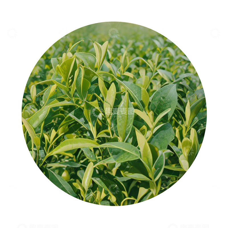 高清大图下载【趣麦麦图】清新春茶绘图