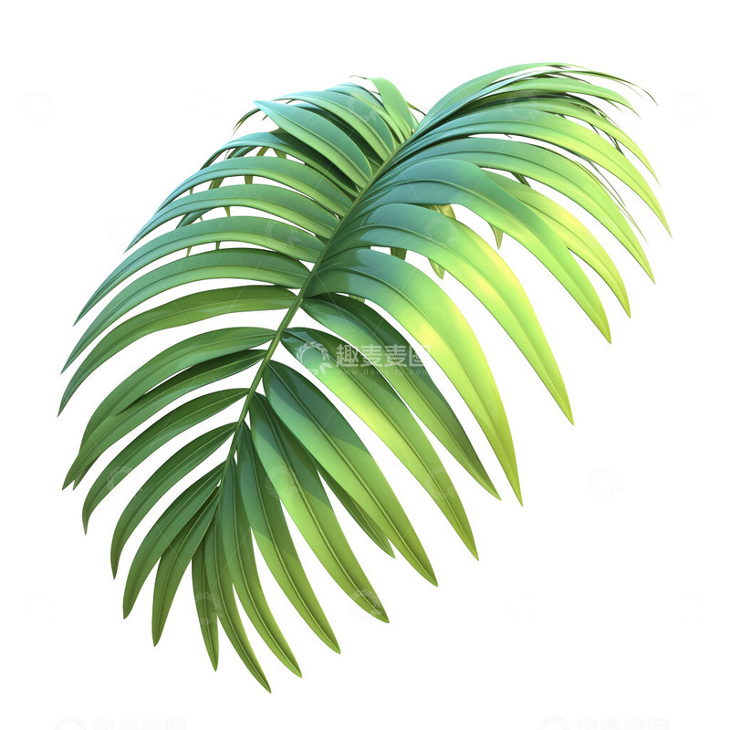 高清大图下载【趣麦麦图】袖珍椰子叶子