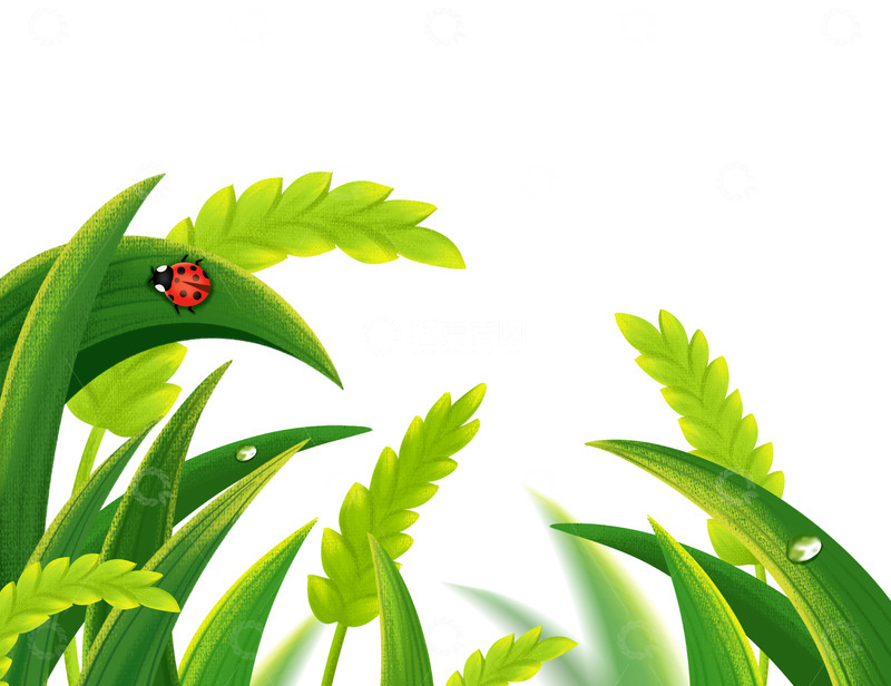 手绘小清新小麦稻谷插画海报装饰元素