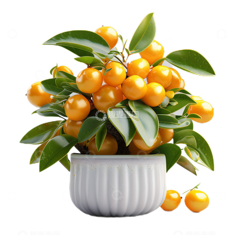 高清大图下载【趣麦麦图】3D立体真实盆栽小金橘观赏