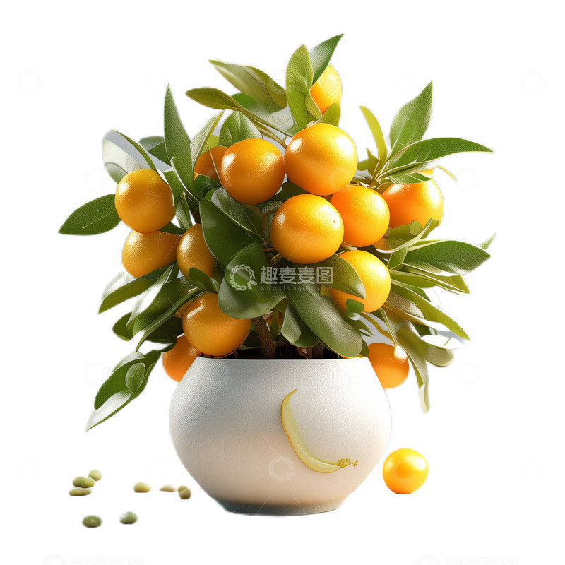 高清大图下载【趣麦麦图】3D立体真实盆栽小金橘植物观赏