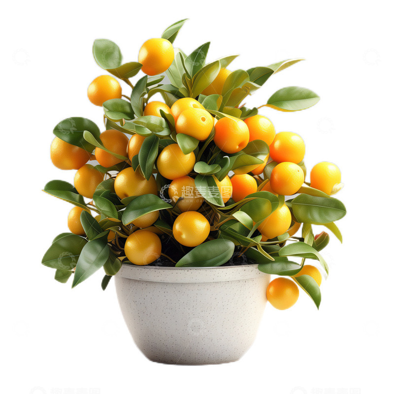 高清大图下载【趣麦麦图】3D立体真实盆栽小金橘植物